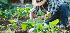 Sowing calendar for May 2024: what days to choose for work in the vegetable garden
