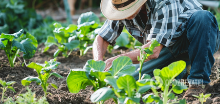Sowing calendar for May 2024: what days to choose for work in the vegetable garden