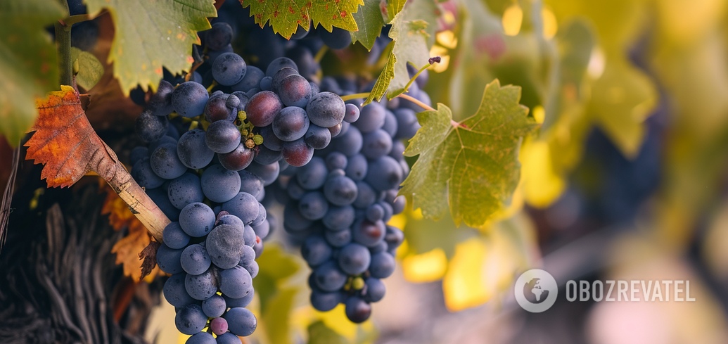 How to get rid of grape rust mites: a quick way from experienced gardeners