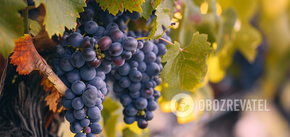 Jak pozbyć się kleszcza winogronowego: szybki sposób od doświadczonych letnich mieszkańców