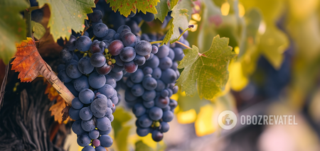 Jak pozbyć się kleszcza winogronowego: szybki sposób od doświadczonych letnich mieszkańców
