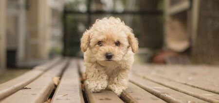How much does a Maltipoo cost in Ukraine