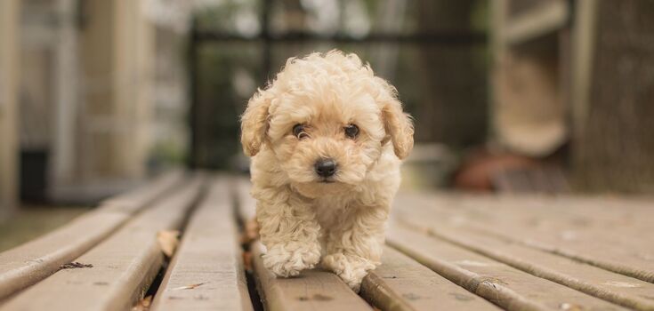 How much does a Maltipoo cost in Ukraine