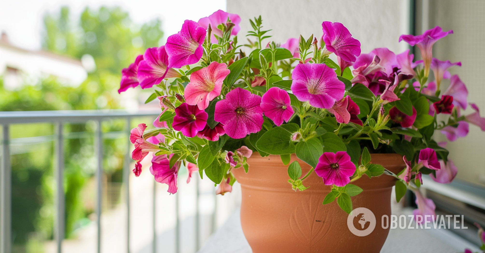 Which petunias are best to plant on the balcony: how to care for flowers properly