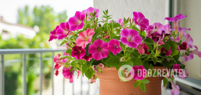 Which petunias are best to plant on the balcony: how to care for flowers properly