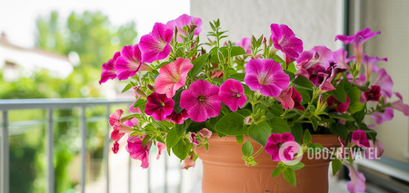 Jakie petunie najlepiej sadzić na balkonie: jak prawidłowo dbać o kwiaty