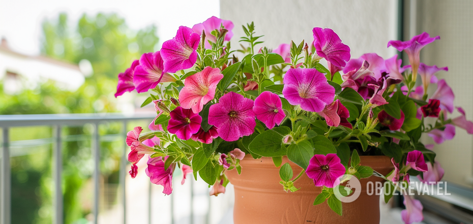 Jakie petunie najlepiej sadzić na balkonie: jak prawidłowo dbać o kwiaty