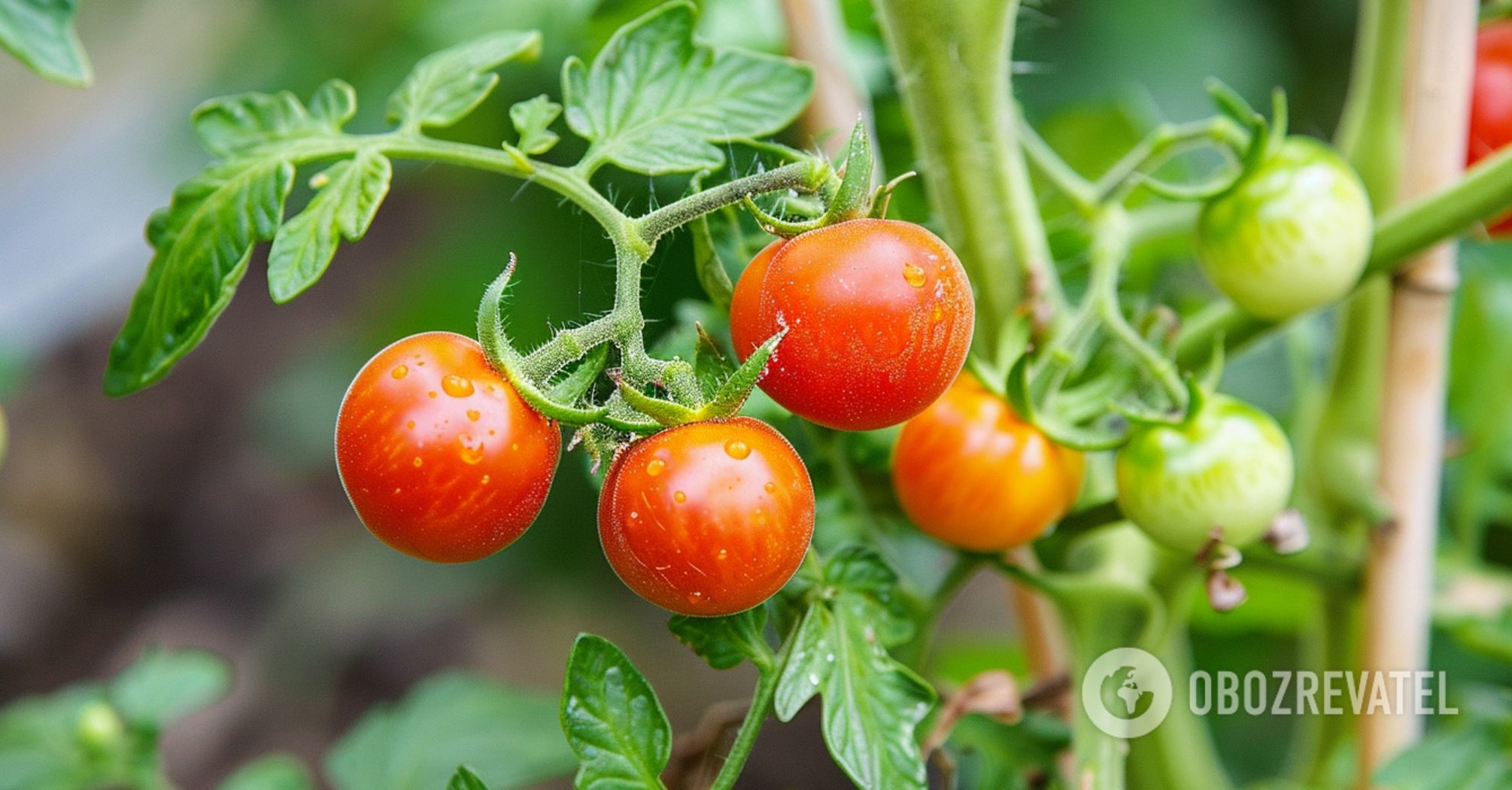 Don't miss the perfect time: when tomatoes, peppers and cucumbers are planted outdoors