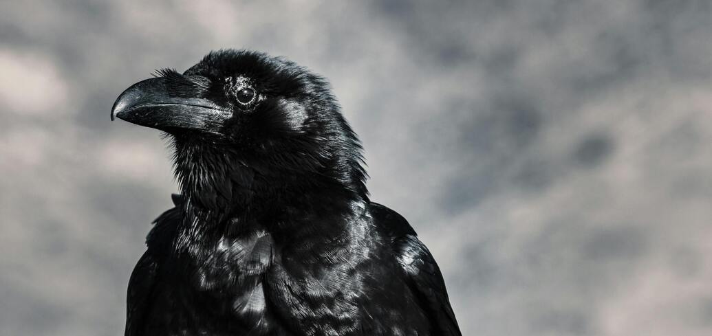 Сны о вороне