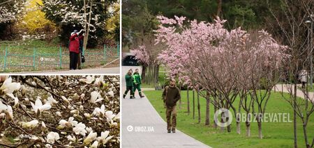 Kwiaty wiśni i magnolii w Kijowie