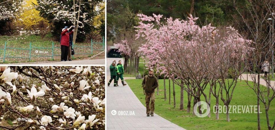 Kwiaty wiśni i magnolii w Kijowie
