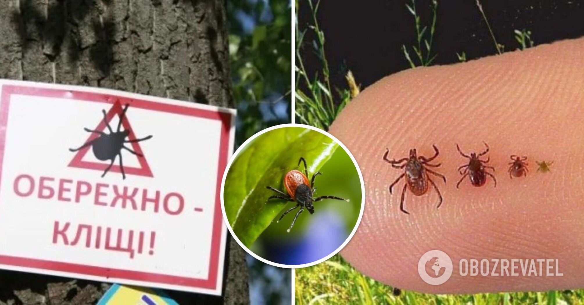 Pozbawianie skóry możliwości ukąszenia: immunolog mówi, jak chronić się przed ukąszeniami kleszczy