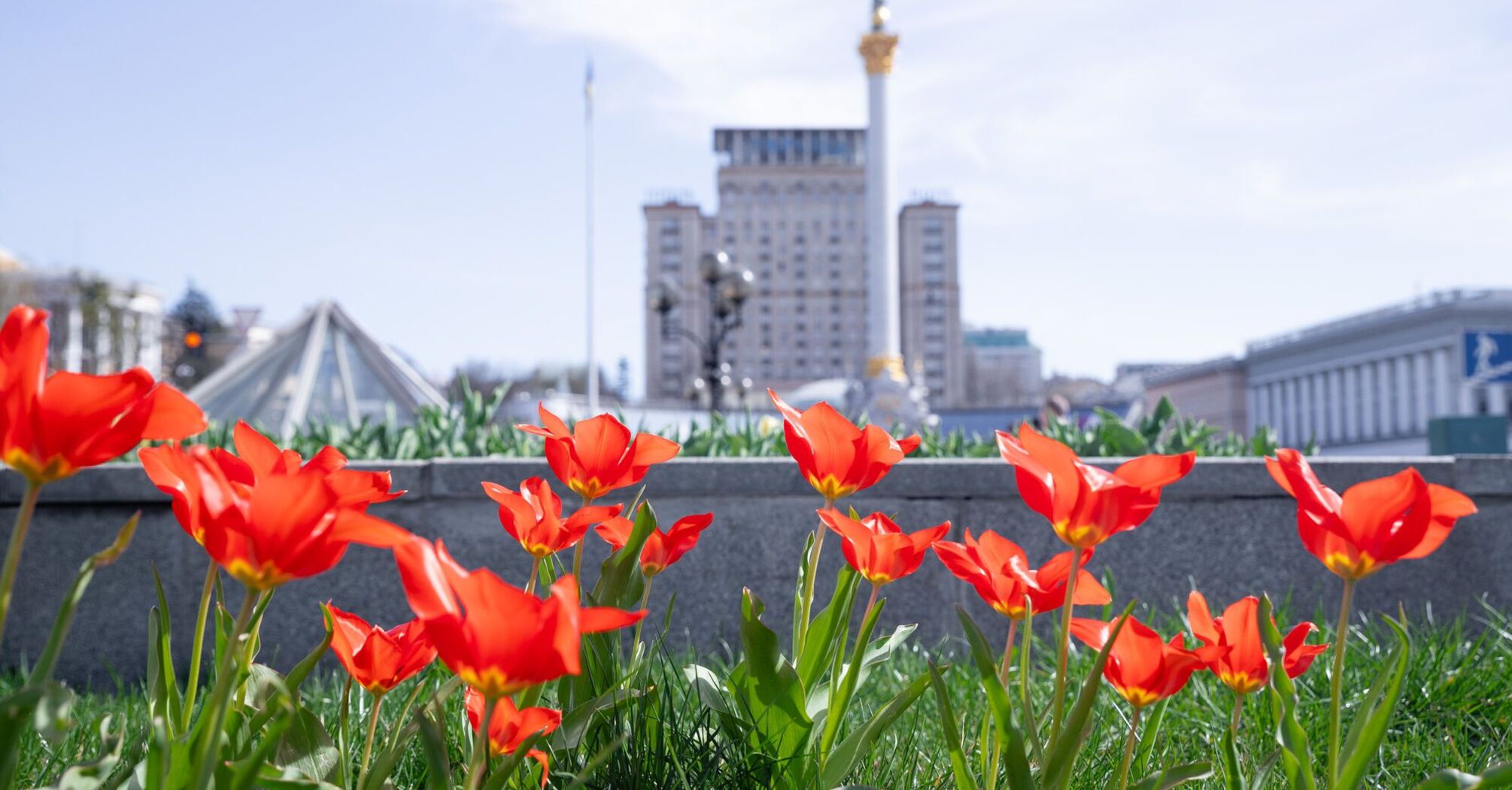 Tulipany zaczynają kwitnąć w Kijowie