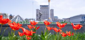 Tulips are already blooming in Kyiv