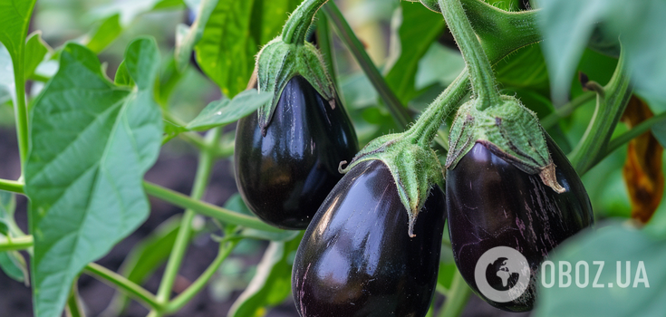 The harvest is much bigger: experts named the most fertile eggplant variety