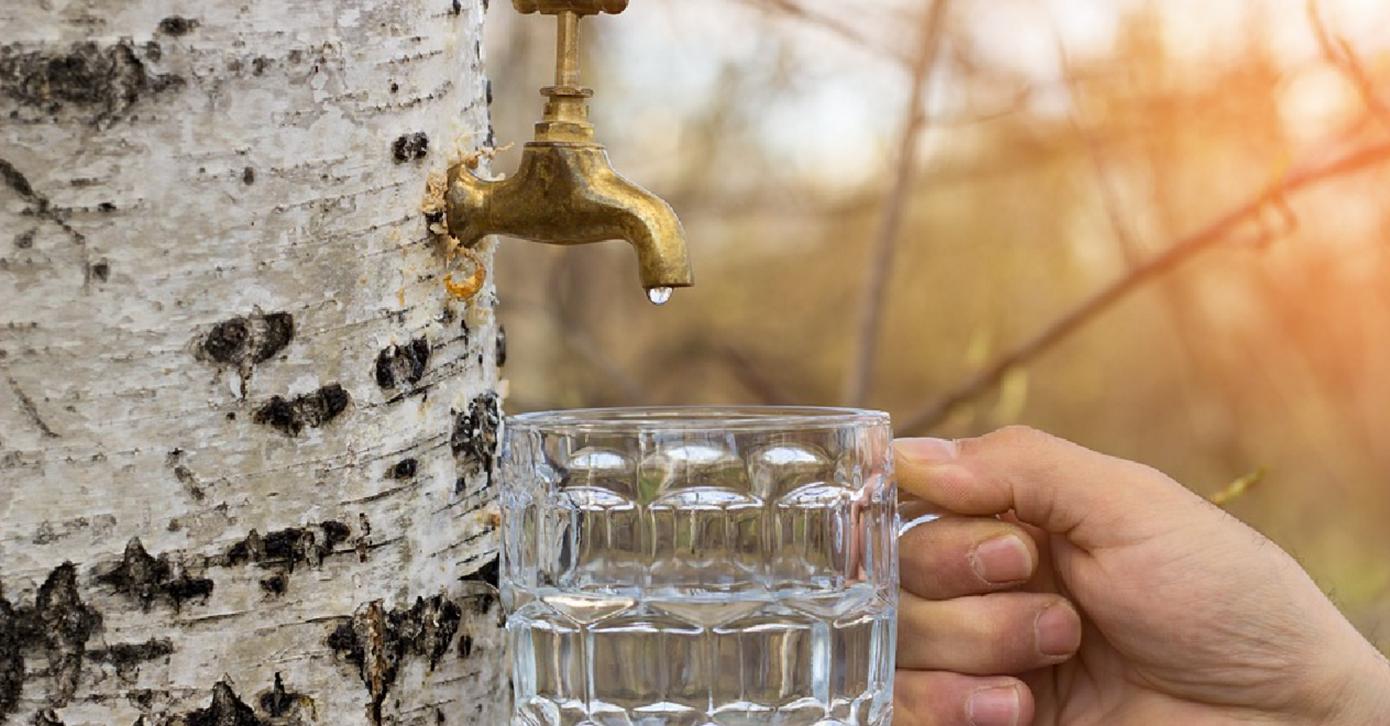 How to preserve birch sap for the winter to make it delicious: you will need only 3 ingredients