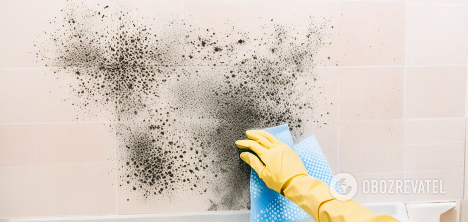 How to permanently get rid of mold in the bathroom: an easy way