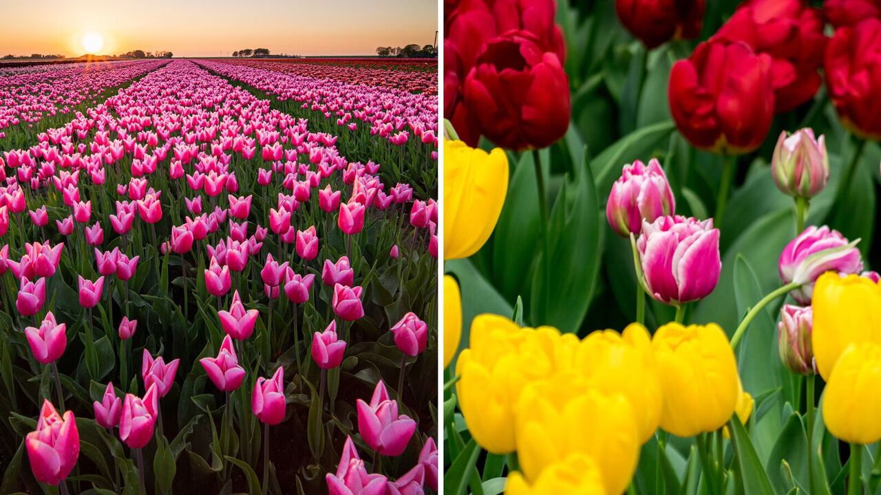 "Ukrainian Holland": the best parks throughout the country where you can admire the blooming of flowers