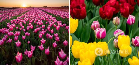 'Ukraińska Holandia': najlepsze parki, w których można podziwiać kwitnące kwiaty