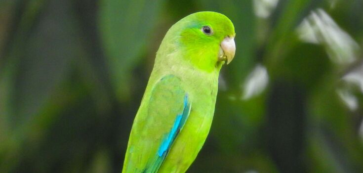End of lifelong mystery: it took scientists 27 years to figure out why parrots kill and adopt each other's chicks