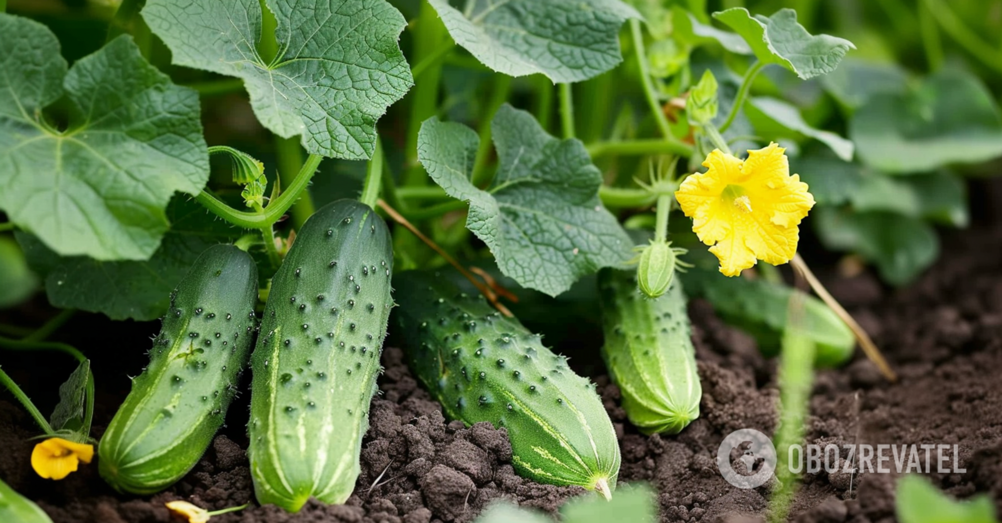 How to water cucumbers: the harvest will be like never before