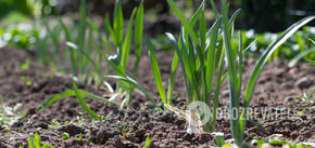 How to fertilize garlic in May: thanks to a simple trick, it will grow like a fist