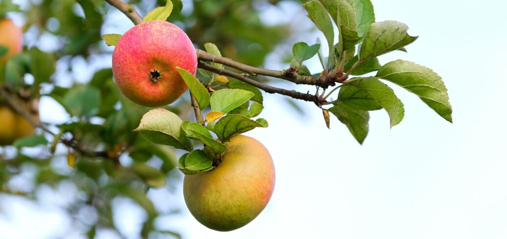 When and how to fertilize apple trees for more fruit: tips for summer residents