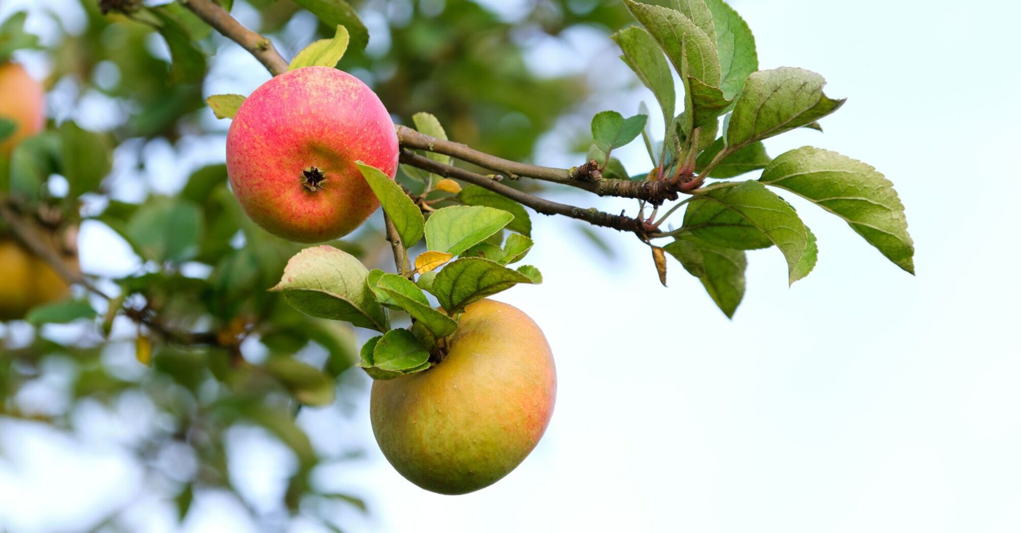 When and how to fertilize apple trees for more fruit: tips for summer residents