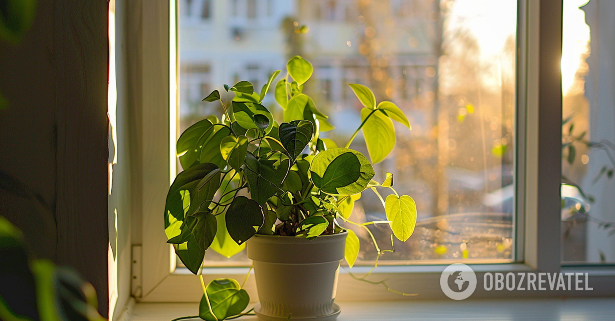 Beautiful and useful: which houseplants repel flies