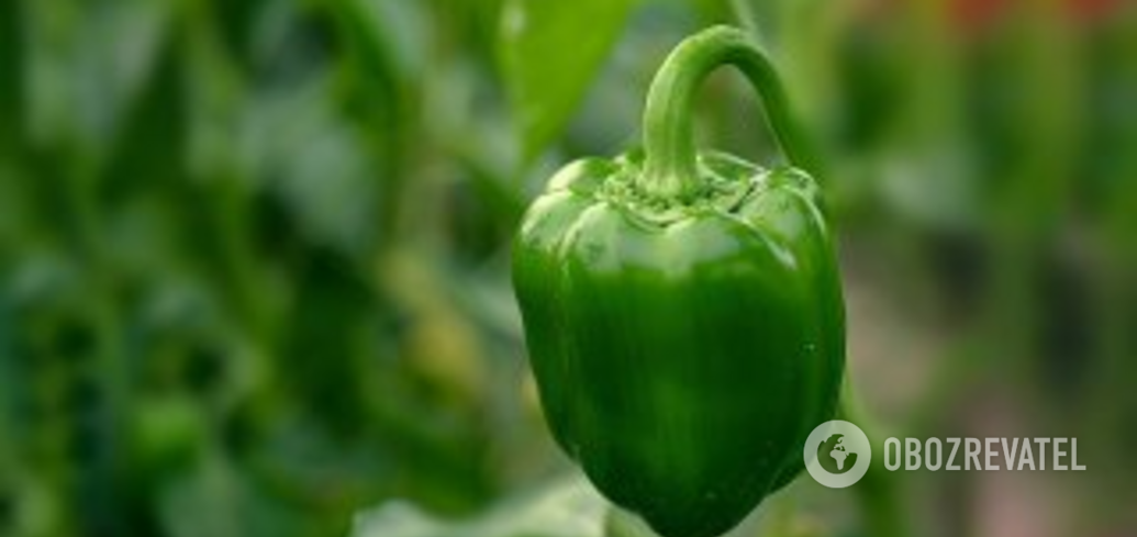 What to put in the hole when planting peppers: the harvest will be gigantic
