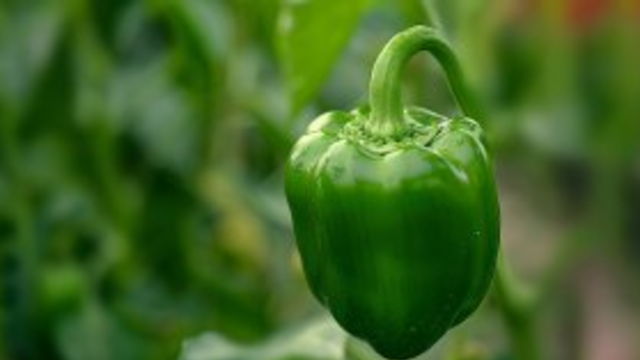 What to put in the hole when planting peppers: the harvest will be gigantic