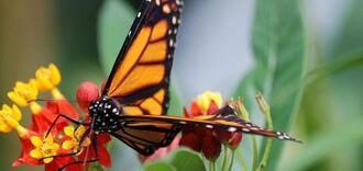 Бабка-скрежетун на Аляске и светлячок Сая в Индиане: какие насекомые символизируют каждый из штатов США