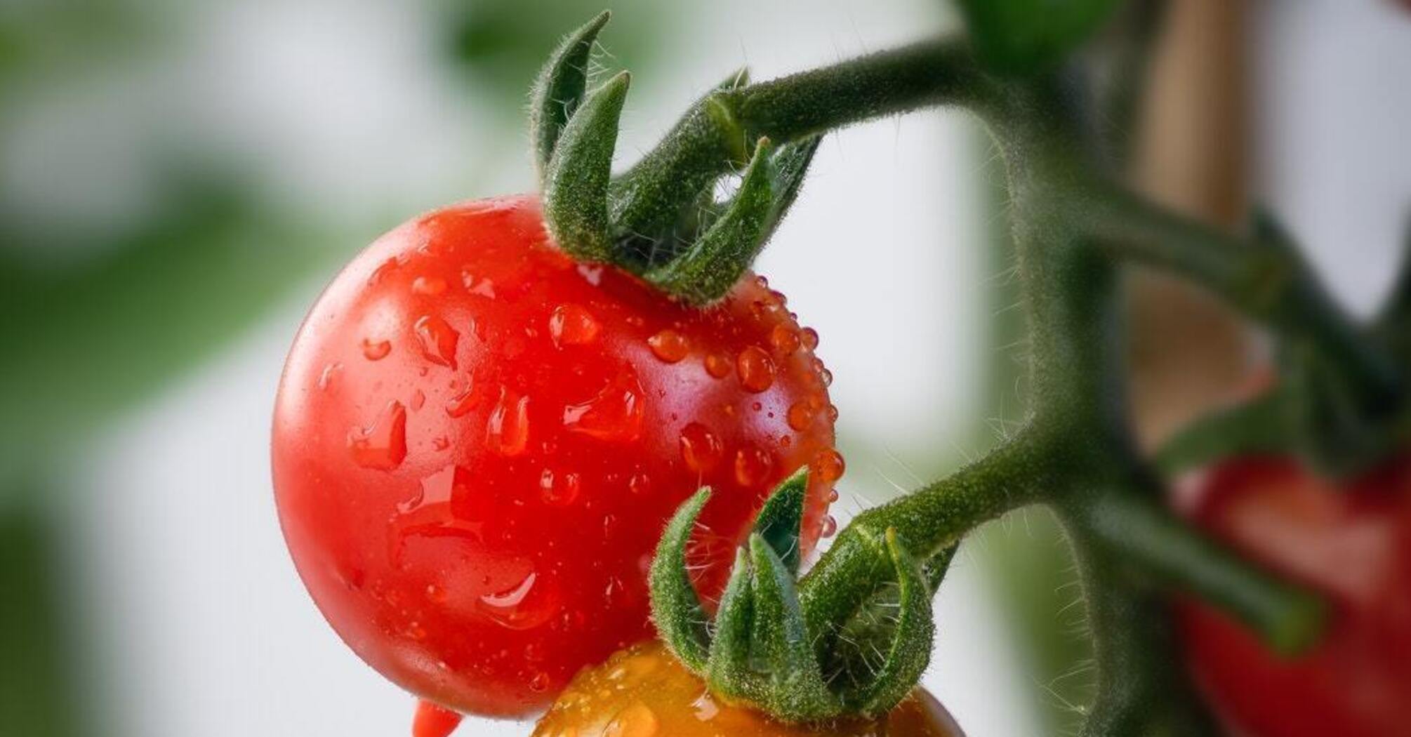 Cherry tomatoes for pickling