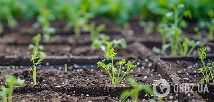 How to transplant seedlings into open ground and not damage them: useful tips