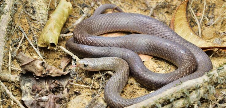 An unknown creature with "blade-shaped fangs" was discovered in a cave in Thailand: researchers are confused. Photo