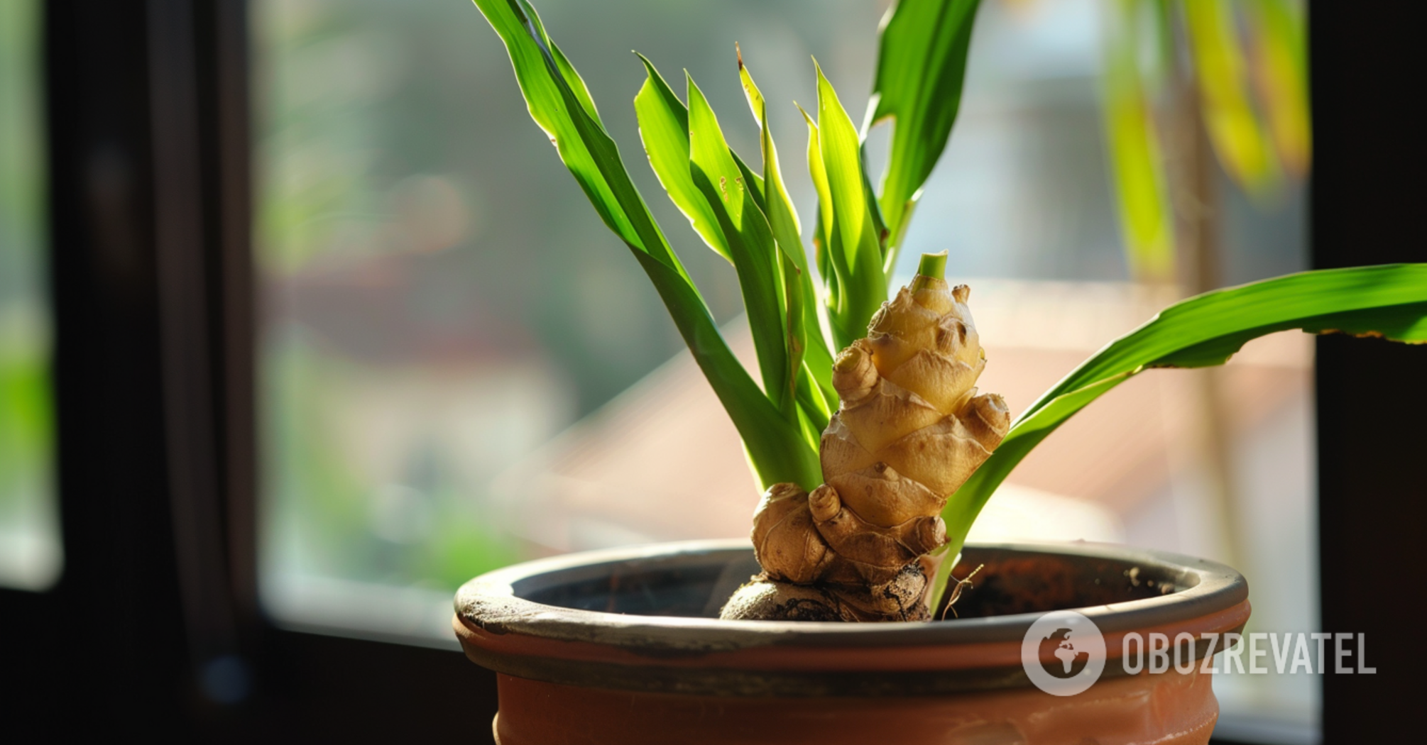 Get beautiful flowers and benefits: how to grow ginger at home