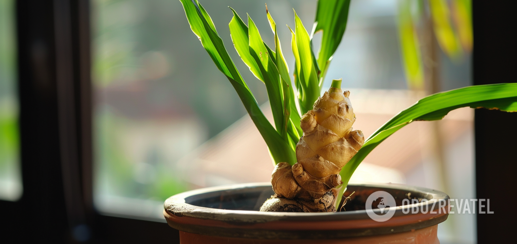 Get beautiful flowers and benefits: how to grow ginger at home