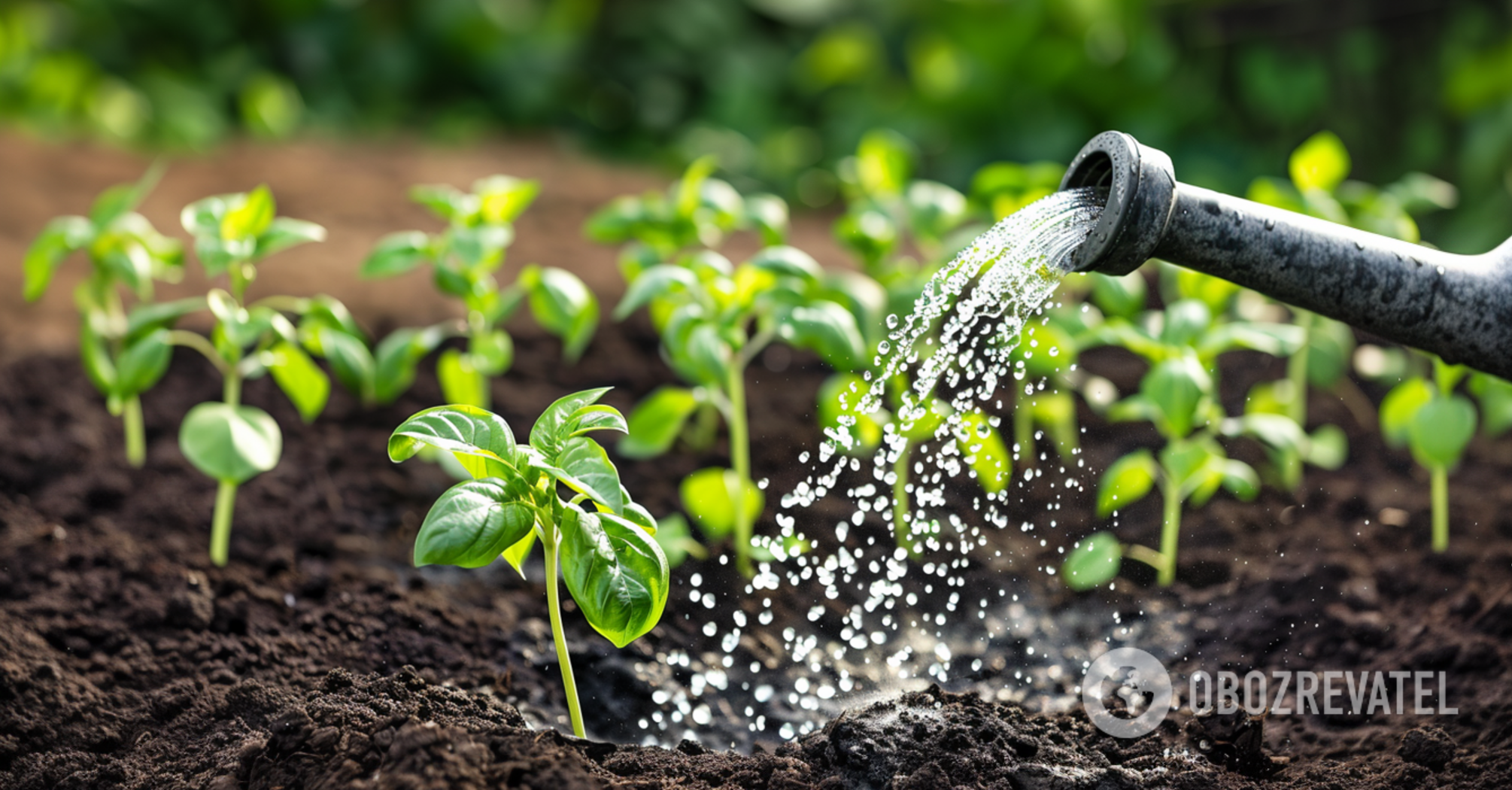 A mistake in watering plants can kill them: summer tips for garden