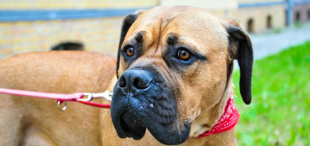 Все о породе бульмастиф