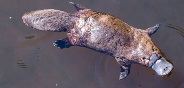 An animal that was called proof of God's sense of humor was found to have a complete lack of stomach