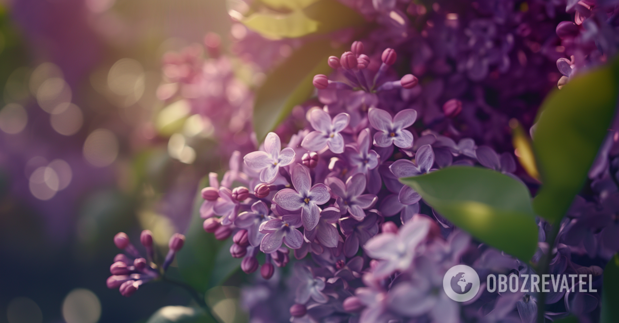 How to grow lilacs in your own garden from a cutting: simple instructions