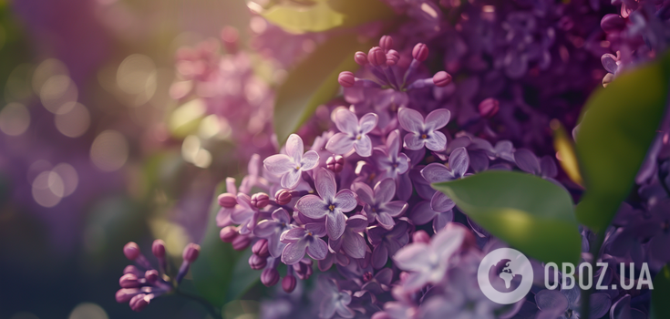 How to grow lilacs in your own garden from a cutting: simple instructions