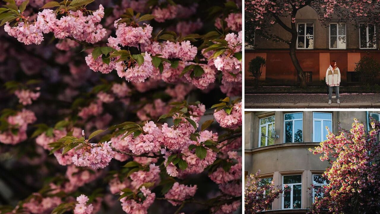 Little Japan in Ukraine: what to see in Uzhhorod in spring