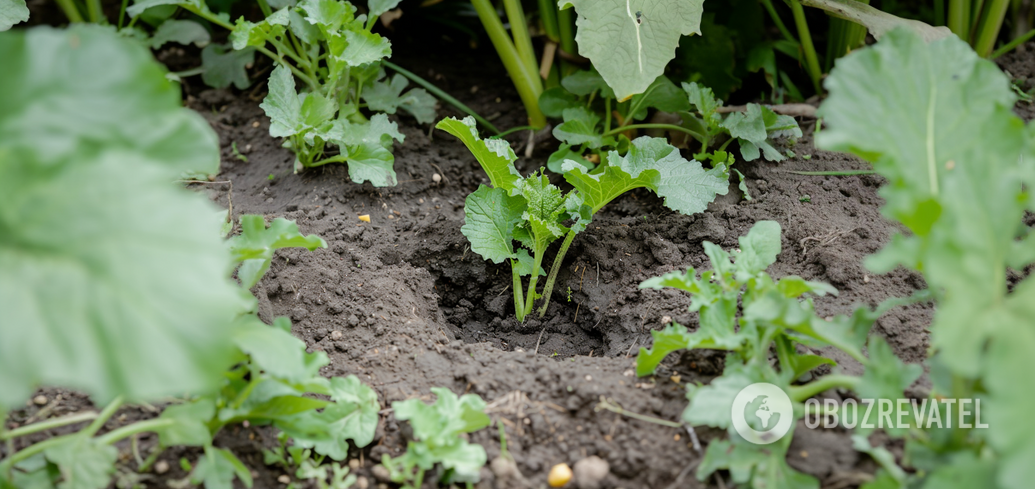 How to get rid of mole crickets in the vegetable garden: the most effective ways
