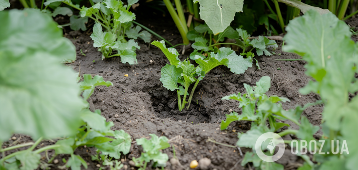 How to get rid of mole crickets in the vegetable garden: the most effective ways