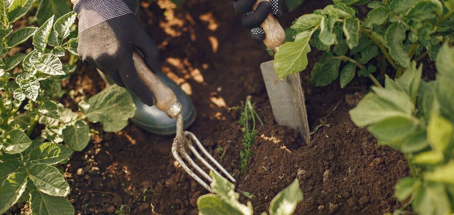 Що посадити в травні