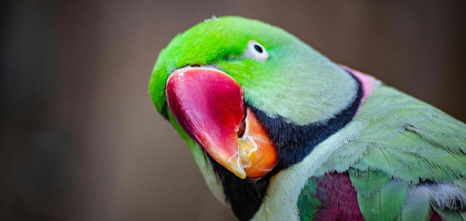 5 фактов о попугаях