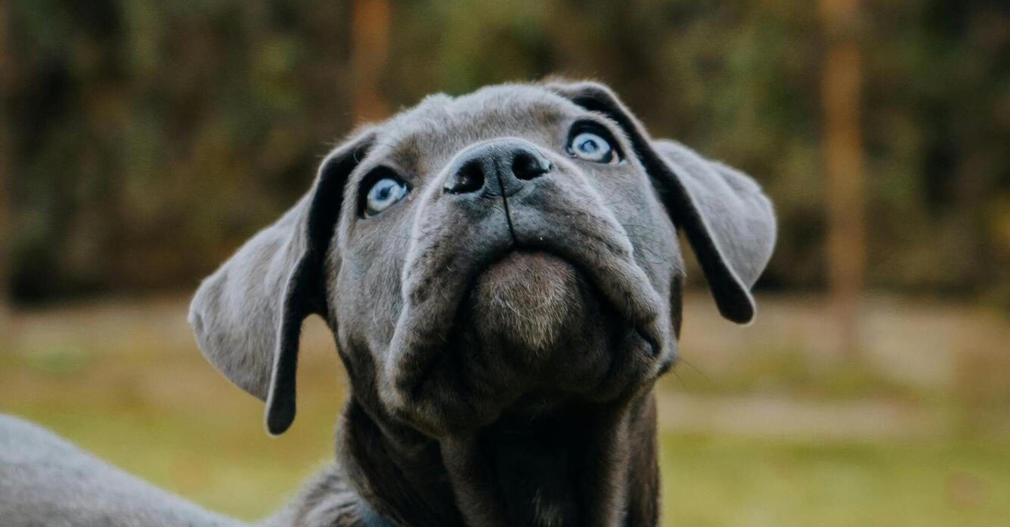 Все о породе кане-корсо