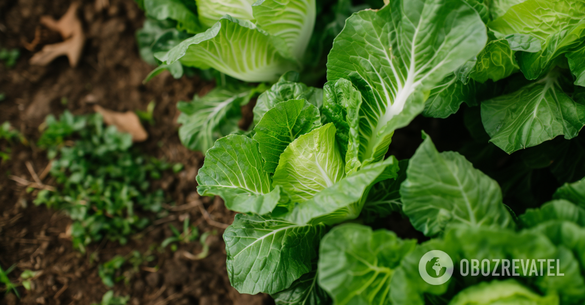 No more buying: how to grow Chinese cabbage in the garden