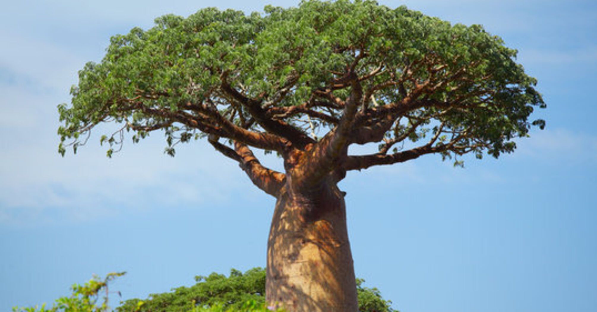 Naukowcy rozwiązują tajemnicę 'drzewa życia', które pojawiło się na Ziemi 21 milionów lat temu